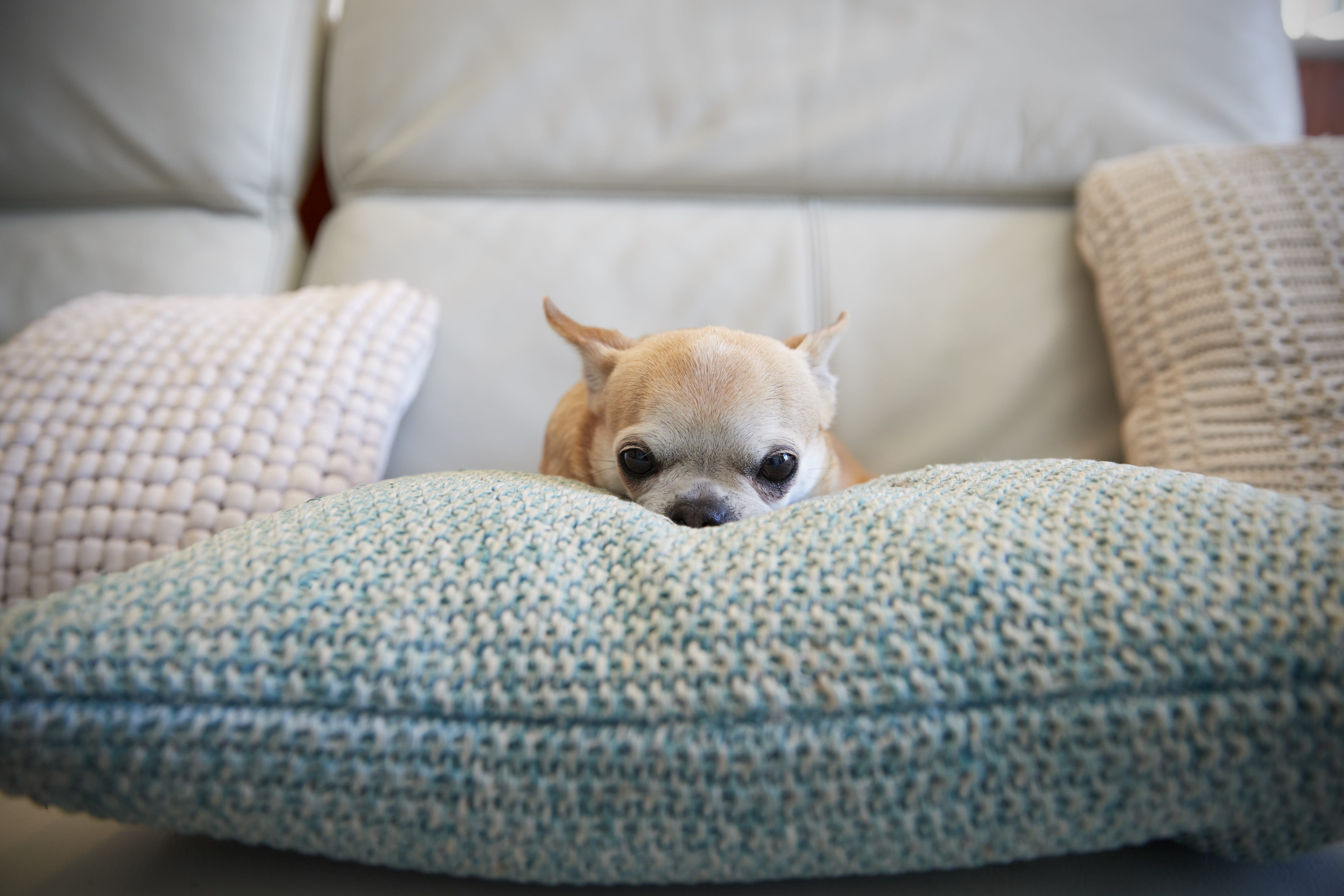 chihuahua-dog-sitting-on-cushion-indoors-P9QJFZM-min.jpg