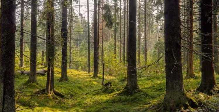 Gåde