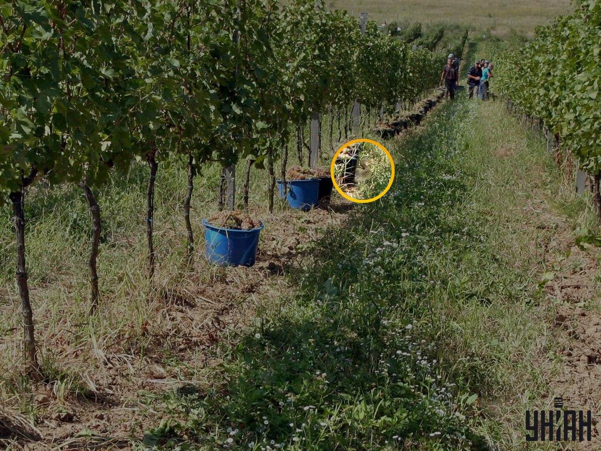 Moje-foto