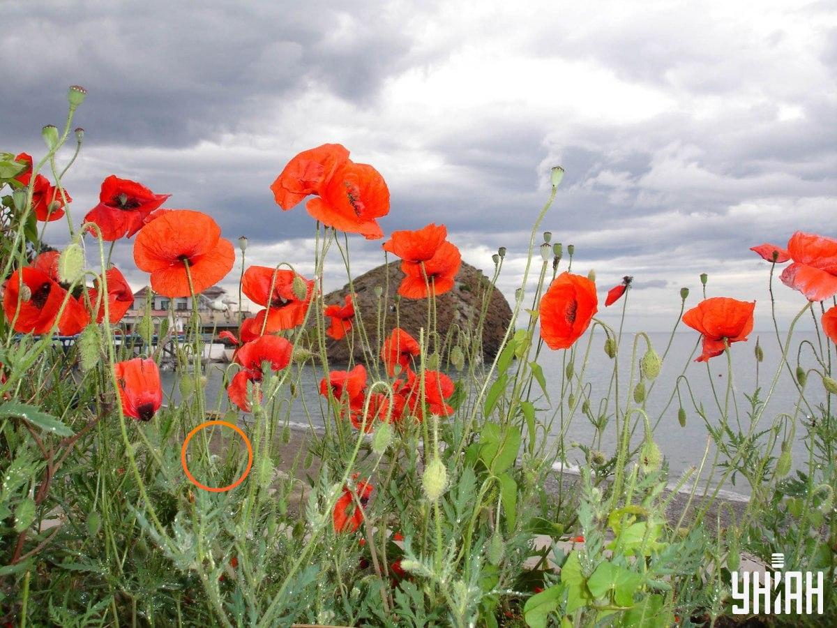 Moje-foto