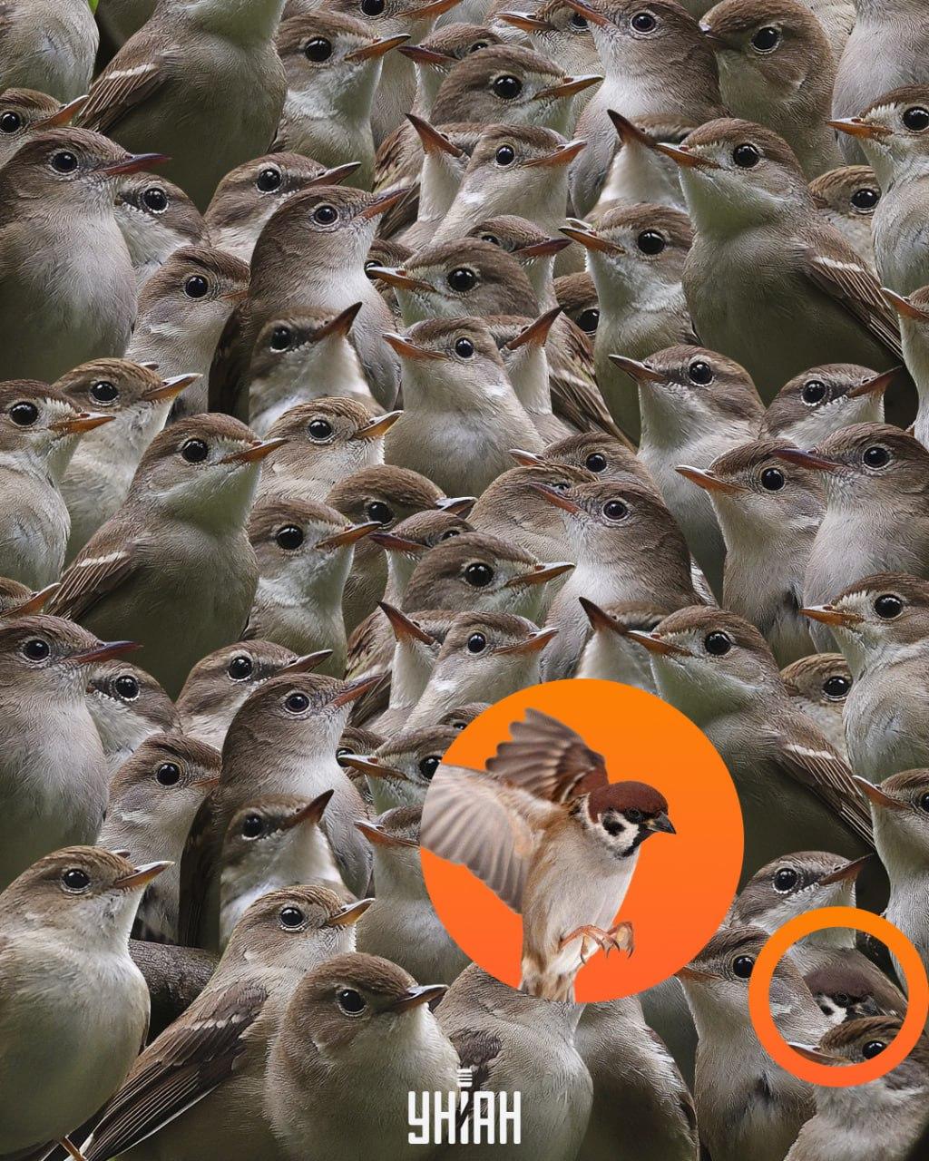 Spurven var nederst i puslespillet / Moje-collage
