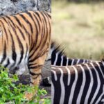 Opmærksomhedspuslespil: Find tigeren blandt zebraerne på 10 sekunder