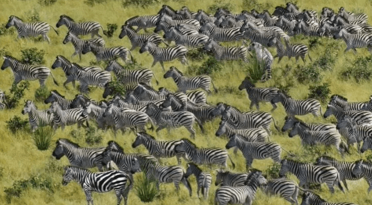 Find tigeren blandt zebraerne / foto indiatimes.com